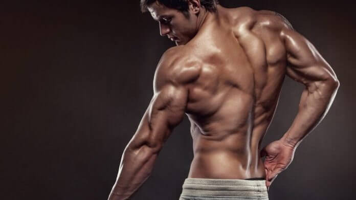 musculos de la espalda